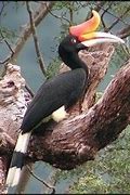 Burung Enggang Kalimantan Utara